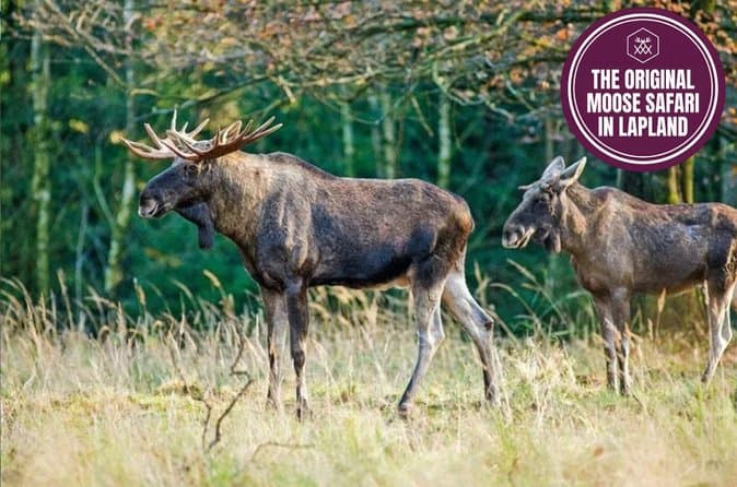 Compare Best Lapland Moose Tours