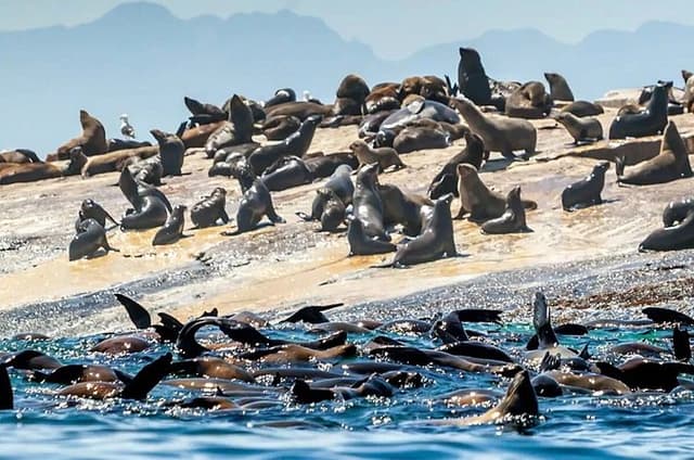 Seal Island Mossel Bay Tour