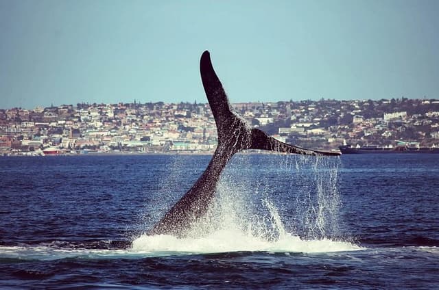 Mossel Bay Whale Watching Tours
