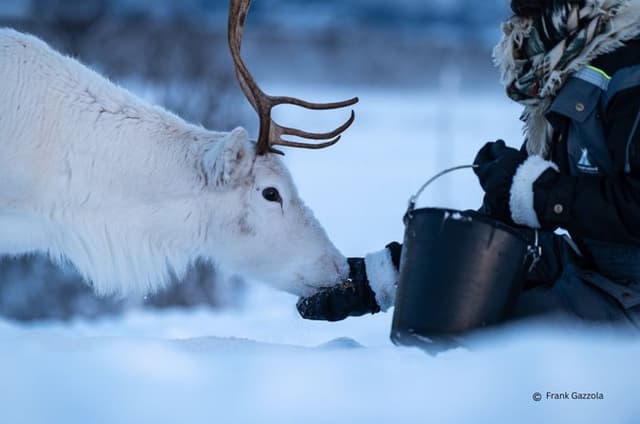 Reindeer Feeding and Sami Culture Experience
