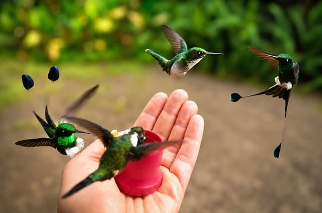 Mindo Cloud Forest Private Tour - Fees Included