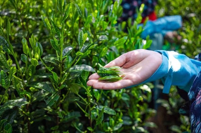 Experience Matcha Culture and Miso Brewery Tour in Nishio