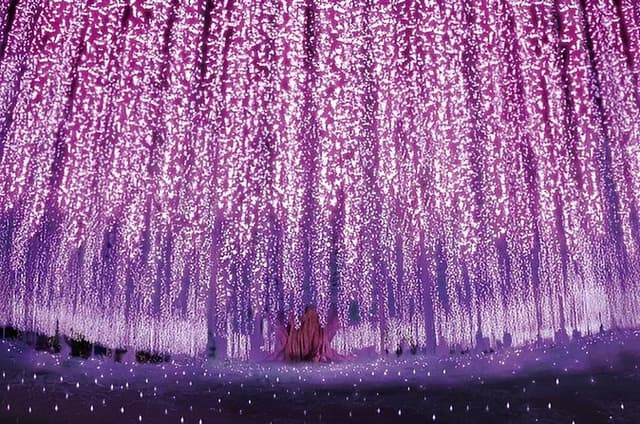 Ashikaga Flower Park Illumination & Strawberry Picking