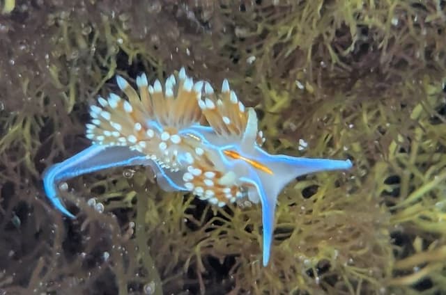 Explore San Diego Tide Pools with a Marine Biologist