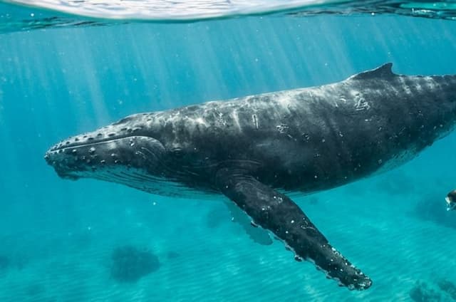 Swim With the Whales