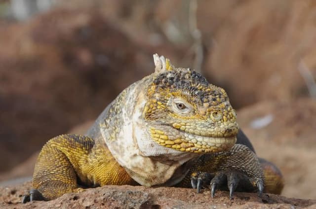 Day Land Tour to North Seymour Island in Galapagos