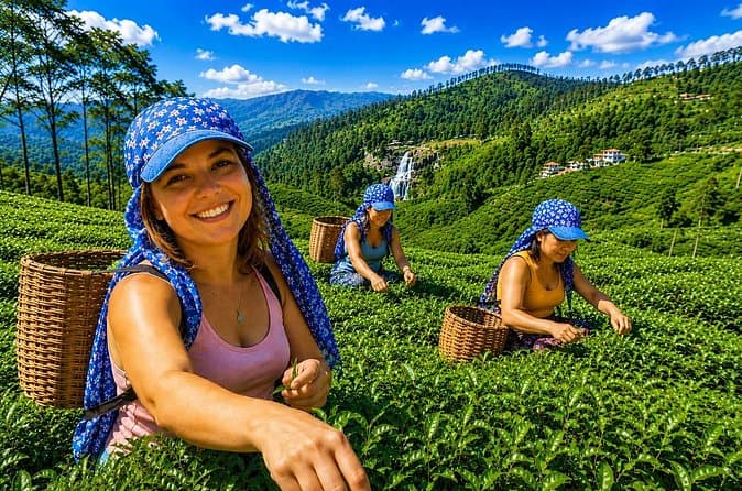 Compare Top-Rated Nuwara Eliya Tours
