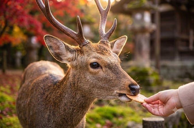 Compare Top Nara Day Tours