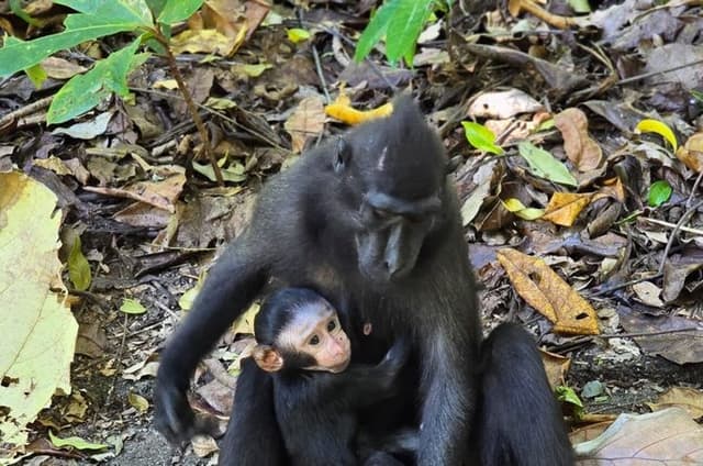 North Sulawesi and Gorontalo Tour Experience