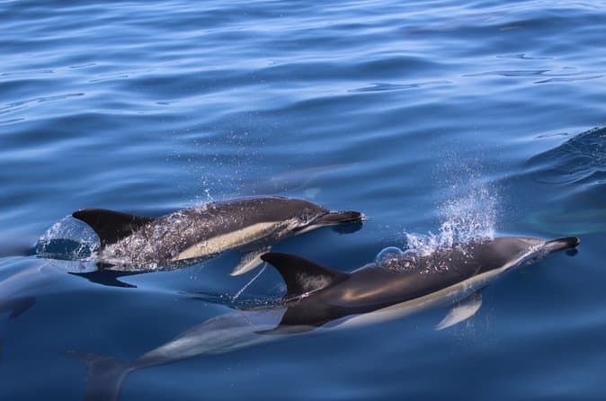 Best Dolphin Watching Boat Tours in Lagos