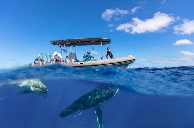 Private Whale Watching Tour in Bora Bora
