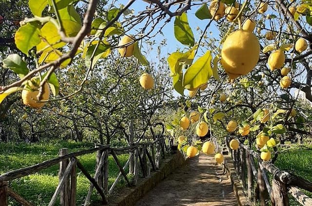 Sorrento Highlights Heritage Walk Sea Views and Lemon Tour