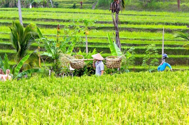 UNESCO Jatiluwih Rice Terrace Batukaru Temple Nature Tour