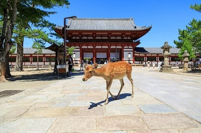 8 Hour Custom Kansai Tour With Private Luxury Van and Local Guide