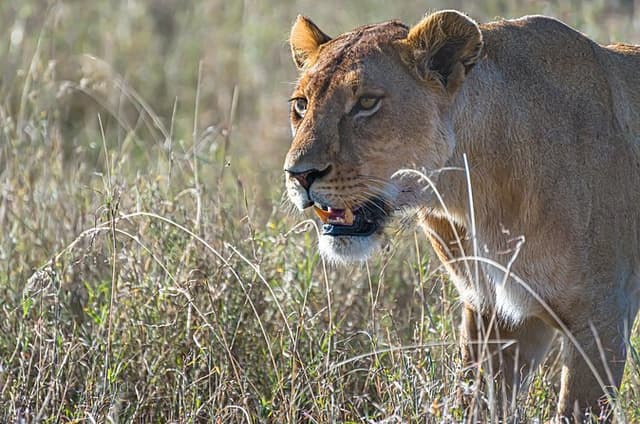 1 Day Ruaha National Park Safari from Mafinga