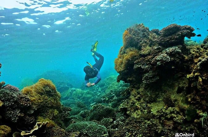 Best Phu Quoc Coral Reef Diving Tours & Snorkeling