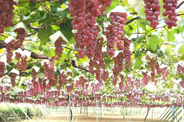 Yamanashi Wine Discovery One Day Private Tour from Tokyo