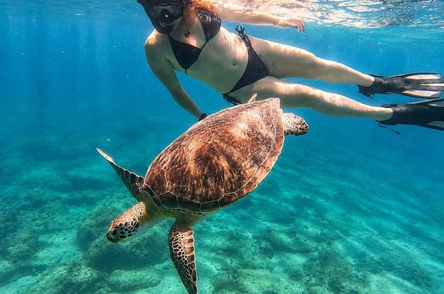 Vieques: Sea Turtle Snorkeling Small-Group, Photos & Snacks