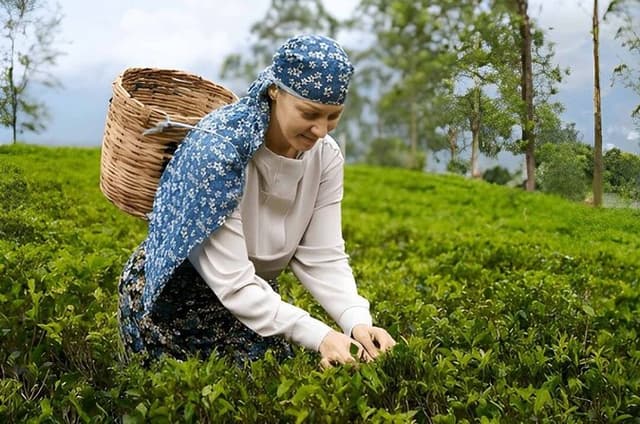 Tea Factory Tour from Nuwara Eliya