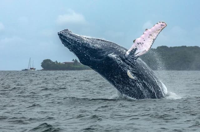 Whale Watching Tour in Las Perlas Archipelago
