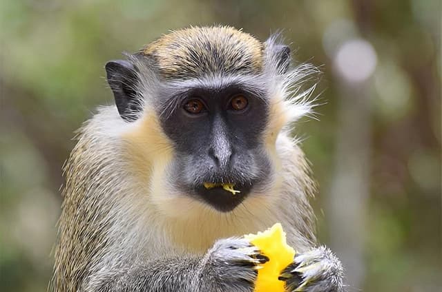 Barbados Garden and Wildlife Escape