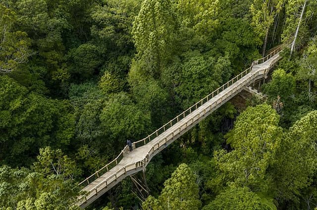 Urban Jungles - Hidden Nature Walks in Auckland