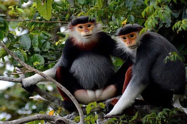 Son Tra Monkey Tour: Spot Red-Shanked Douc-Wildlife & Sightseeing