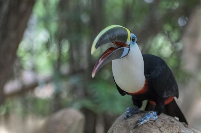 Barú National Aviary and Playa Blanca Tour with Lunch