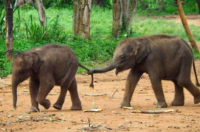 Compare Top Kandy Day Trips from Colombo