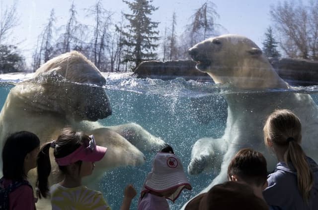 Wilder Institute's Calgary Zoo: Entry Ticket