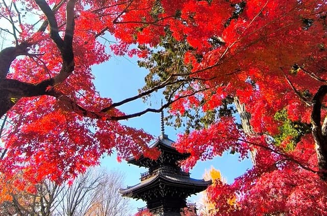 Kyoto Private Custom Tour with Hotel Pickup and Guide