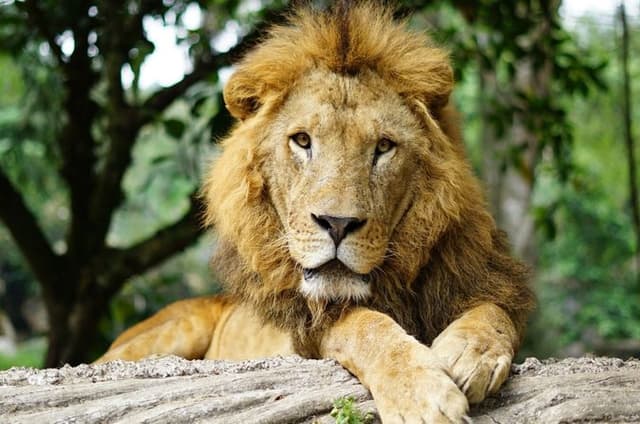 Taman Safari Indonesia Bus Tour Experience