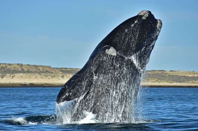 Whale Watching in Playa El Doradillo from Puerto Madryn