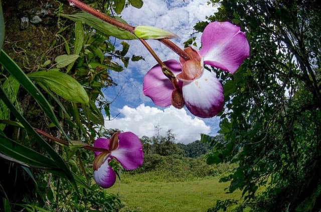 Full Day Alto Mayo Tour Coffee Orchids and Hot Springs