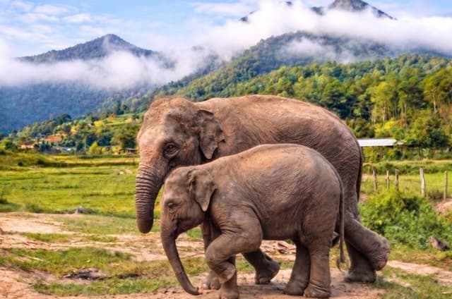 3-in-1: Doi Inthanon Tour, Elephant Sanctuary, and Trekking Trail