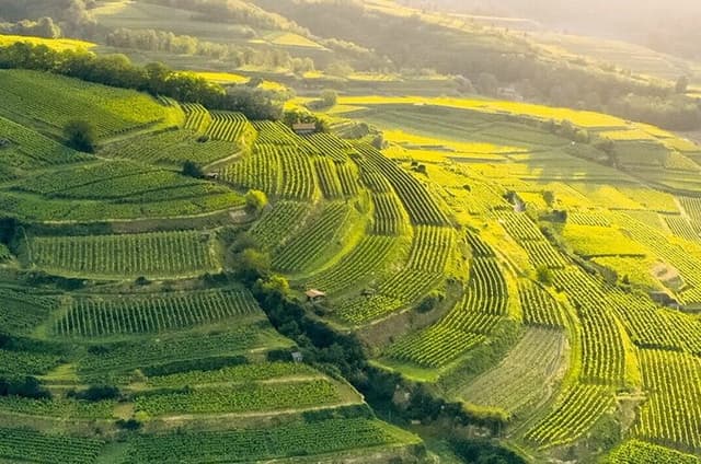 Private Wine and Culture Tour, The Essence of Alsace