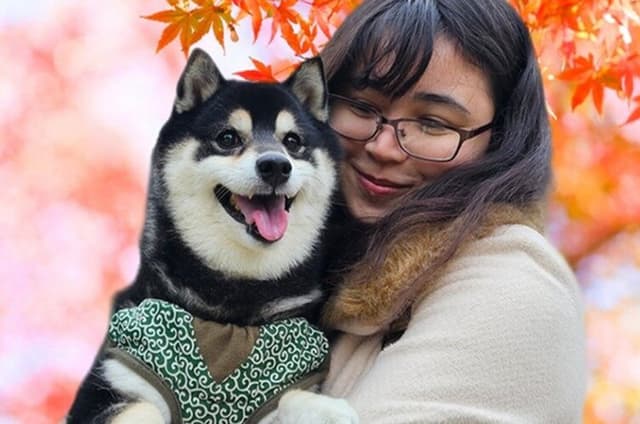 Tokyo Private Autumn Leaves Walk with a Shiba Inu