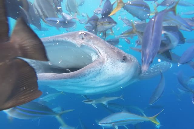 Okinawa Whale Shark Snorkeling Experience