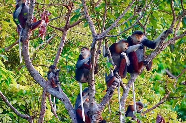 Son Tra Mountain Sunrise Monkey Watching Tour by Motorbike