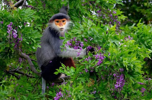 Red-shanked Douc Langur: Sunrise & Sunset Motorbike Safari Tour