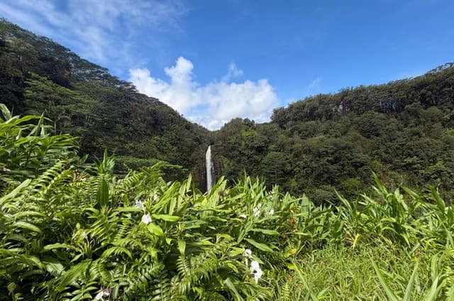 The Pele Express HONU & HILO: Turtles & Waterfalls Tour