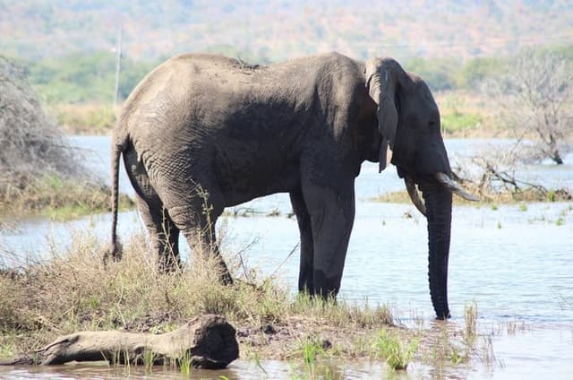 8-Day Safari and Lake Tour in Malawi: Game Drives & Relaxation