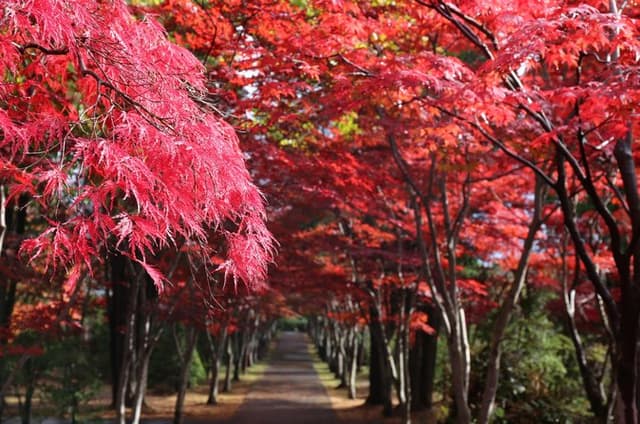 [Sapporo] Go by private car! Takino Cemetery, Hokkaido Shrine, Shiroi Koibito Park