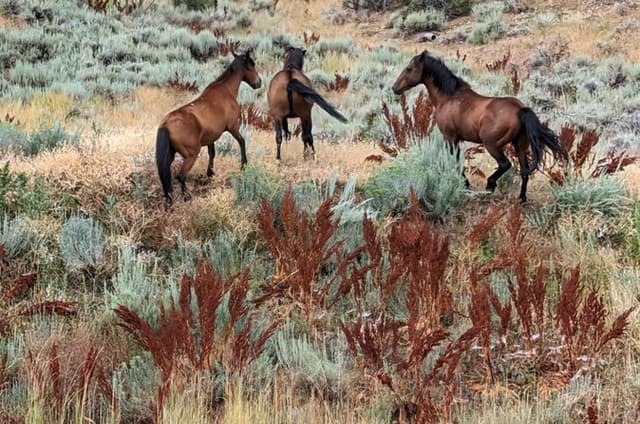 Virginia City Silver, Saloons and the Old West Experience