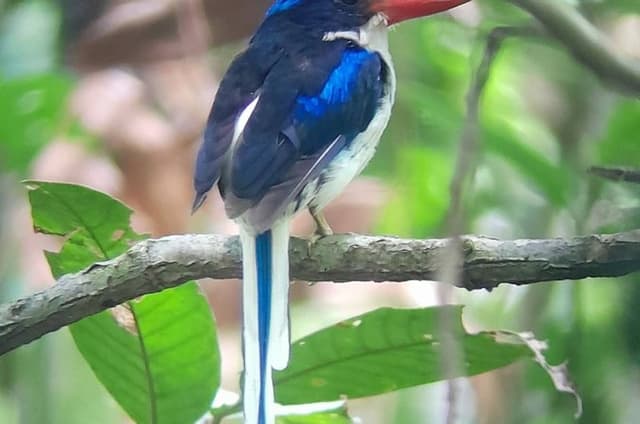 Malagufuk West Papua Bird of Paradise Birdwatching Adventure