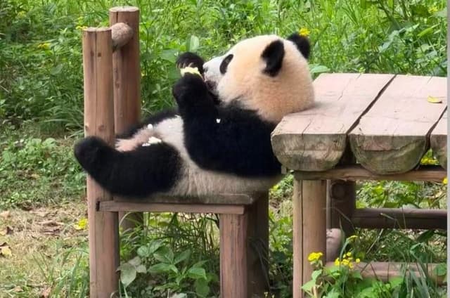 Plan Your Perfect Chengdu Trip optional with a Private Tour