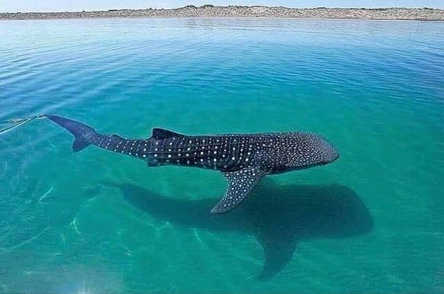 Whale Shark Tour