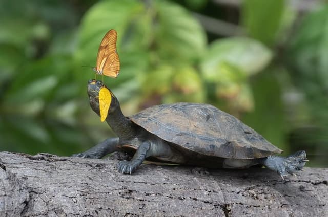 4 Day Tambopata Jungle Tour with Local Guide