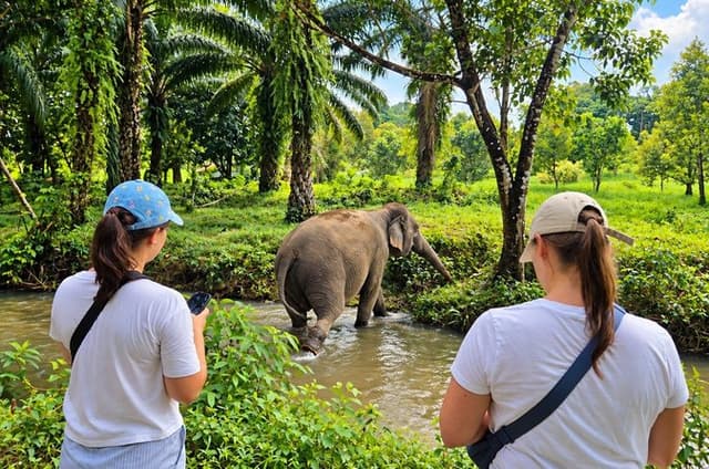 Khao Lak Elephant Sanctuary Small-Group Guided Tour