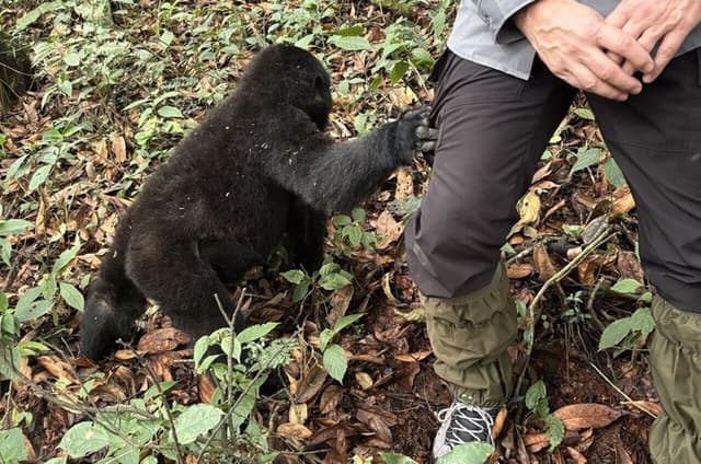 Gorilla Trekking Experience in Bwindi